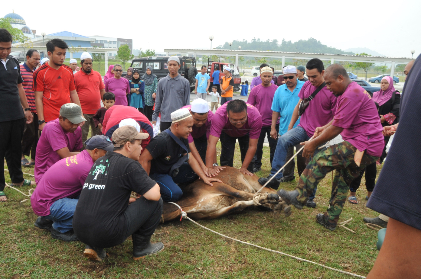 PRO15 150 KORBAN HAS 6734